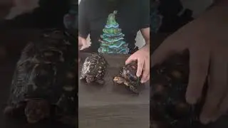 Redfoot vs Cherryhead tortoise