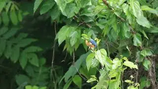 3705#カワセミ#水絡み#境川#Kingfisher#water entangled#20190522#2／2