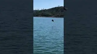 Freebird!!!! #basscat #shastalake