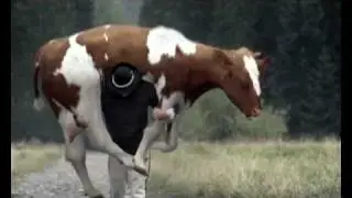Mleko Hej - Góralska opowieść