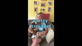 Episode 28: Dogs do 