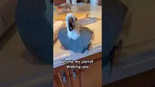 Why is my parrot shaking?! 🫣 #cockatoo #parrot #spring #shorts