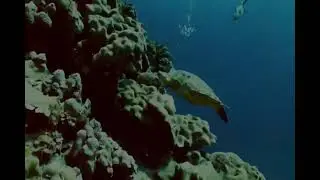 Whale Shark Encounter: Diver's Eye View #whaleshark #diverslife #oceanadventure