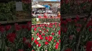 Tulip Time Flowers Festival, Bowral. #flowers #tulipfestival #tulip #tulipsfestival #flowershows