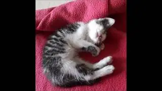 고양이 - 봉달이성장기(cat bongdal growing story)