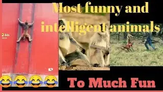 Most funny moment of animals zili videos #Tomuchfun #comedy #funny