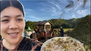 How Hard to Produce the STAPLE FOOD in Philippines | Rice