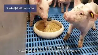 Biggen prestarter bijvoeren | Denkavit