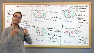 Life and Earth Sciences 2nd Year Baccalaureate: DNA (6-2) - The Stages of Plant Mitosis (Meta, An...