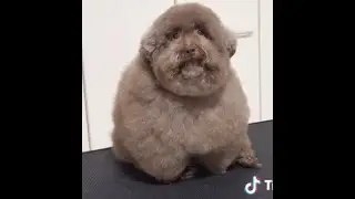 mohu/scoobert compilation