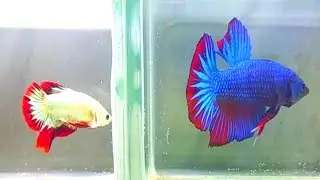 betta fish breeding,ikan cupang,betta breeding