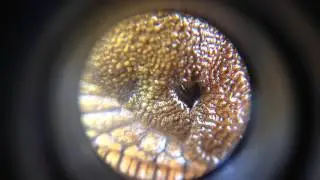 pneumostome de limace