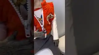 mojo the monkey model - Trendy tiktok videos 2023