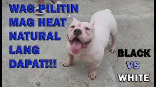 HEAT CYCLE NATURAL LANG DAPAT AT WAG PIPILITIN AMERICAN BULLY DOGS | DON RAIDER VLOG 284