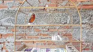 red canary singing