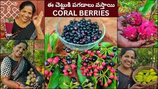 చెట్టుకి డబ్బులు రావు… కానీ పగడాలు వస్తాయి! Coral Berry,కిల్లి నేరేడు #saileelastore #fruits HARVEST
