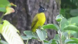 BLACK CAPPED BULBUL | BIRD HAVEN | SITABANI WILDLIFE RESERVE | ABHISHEK RAY | JIM CORBETT | RAMNAGAR