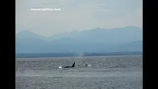 Bigg's Killer whales and more! Western Prince Whale Watching August 30, 2017