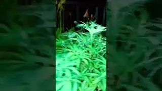 SUPER LARRY OG ORGANIC GROW 10 GAL POT #organicfarming #organicgardening #nodig #raisedbedgarden