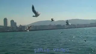 DENİZ KENARINDA HARMAN OLURMU KADRİYE SARUHAN