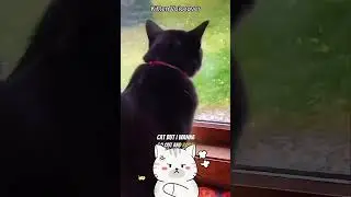 check out this cat voice over! it's very hilarious! 😸#cat #catshorts #funny
