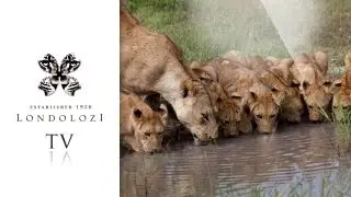 Lions Cubs Play with Tortoise - Londolozi TV