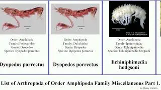 List of Arthropoda of Order Amphipoda Family Miscellaneous Part 1. pan josh thea australis gigas