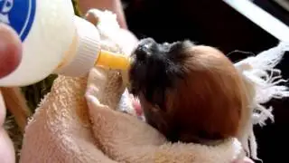 Bottle-feeding the pomeranian puppy runt