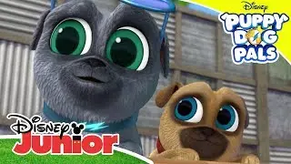 Playtime: Puppy Pool Party 🌊 | Puppy Dog Pals 🐶 | Disney Junior Arabia