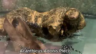 🌌🖤 Adonis Pleco (Acanthicus adonis) &ndash; Spotted Giant with Serious Presence | SourceAquatics.com