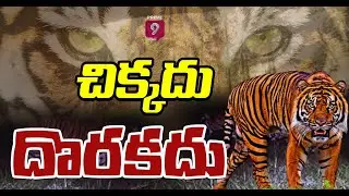 ముప్పుతిప్పలు పెడుతున్న పెద్దపులి |  Hunting For Tiger in Kakinada | Priem9News
