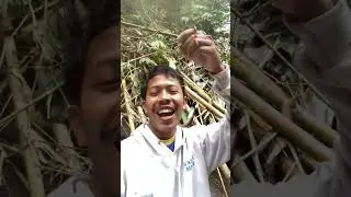 Nemu sarang ikan channa limbata #riedwanrichie #ikan #mancing