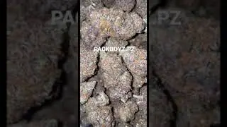 zaza marijuana weed best out apples and bananas compound genetics cultivated by me PACKBOYZ.pz