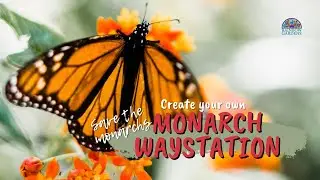 Создайте Monarch Waystation у себя дома!
