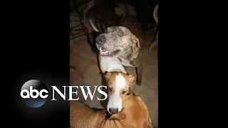 $100,000 donated to Bahamas woman who took in 97 rescue dogs