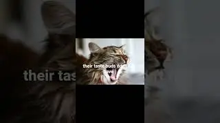 &ldquo;Cats Can&rsquo;t Taste Sweet?! 😺🍭&rdquo; #cats #facts #animals #icecream #candy #viral