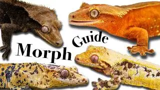 Crested Gecko Morph Guide 2026: The ULTIMATE Guide