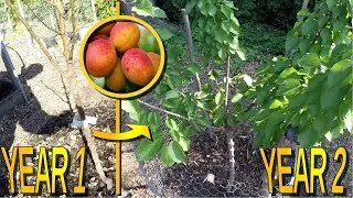 Pruning A Young Hargrand Apricot Tree