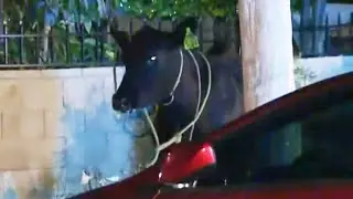 40 Cows Escape From California Slaughterhouse