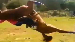 Top 5 horse