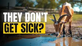 How Can Animals Drink Dirty Water and Not Get Sick?