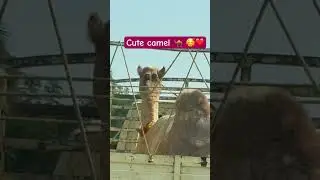 So cute !🥰 #pyara ooot 🐪😍🥰💕