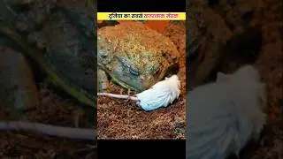 &ldquo;American Bullfrog Eats a Mouse in Seconds!&rdquo;