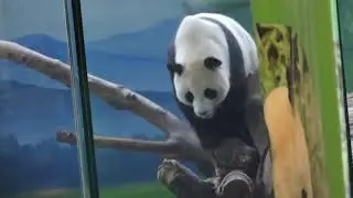20140518 圓仔挑釁被修理 圓圓難得發脾氣 Giant Panda Yuan Yuan & Yuan Zai