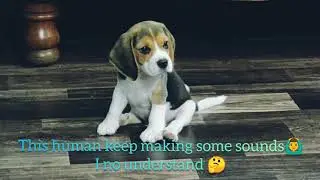 My Pet - Muffin the Beagle