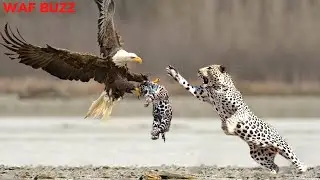 Unlucky! Mother Leopard Fail To Save Her Cub From Eagle - Eagle Hunting