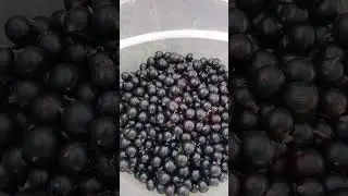 ягодный сезон#черная смородина #деревня #дача