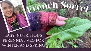 Tasty Perennial Greens!! French Sorrel for Late Winter/Early Spring Food Forests & Veg Patches
