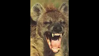 Hyena unlock in Super Animal Royale! World First?