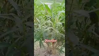 Oleander tree #study #nature #plantgenetics #plants #plantsciences #science #biotechnology #shorts